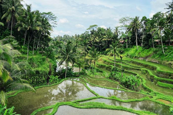 Ubud gottschalk manfred